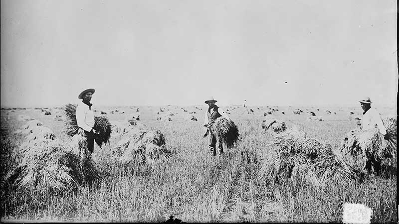 Black and white photo depicts 3 farmworkers from Indian boarding schools